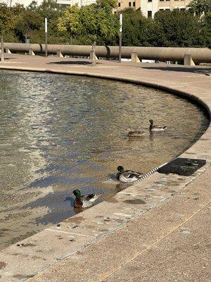 Ducks at reflection pond