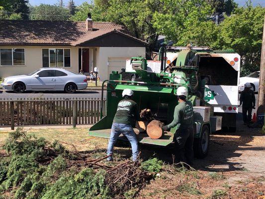 Removing cypress debris