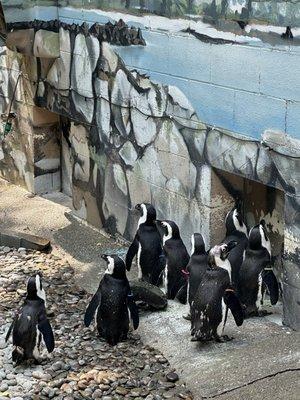 African penguins