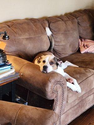 Max happy to be home again on the couch!