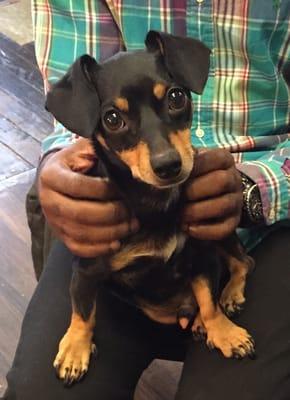 Willie Nelson, adorable shop dog