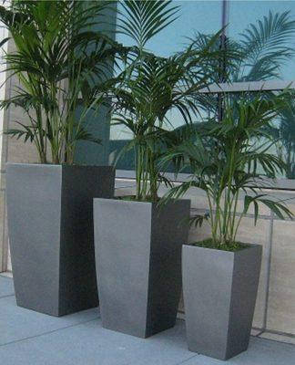 Kentia Palms in European Square style decorative containers.