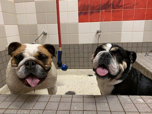 Hammie and Coco post-bath