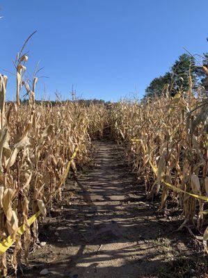 corn maze