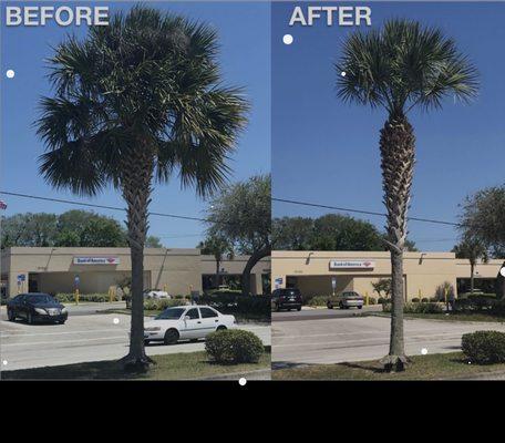 Palm tree trimming