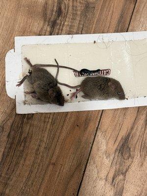 Rats