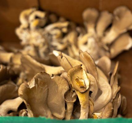 Oyster mushrooms