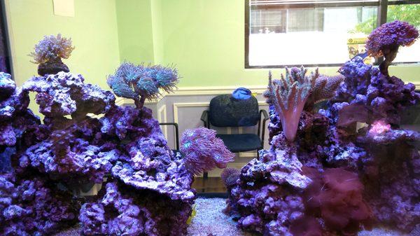 Fish tank in the waiting room. The sick bay can be seen through the glass.