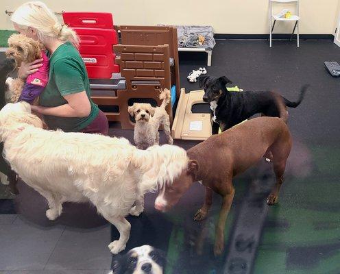 My dog is appropriately sniffing a new dog's butt as is the polite greeting in dog land. Her tail is wagging and she is happy!!