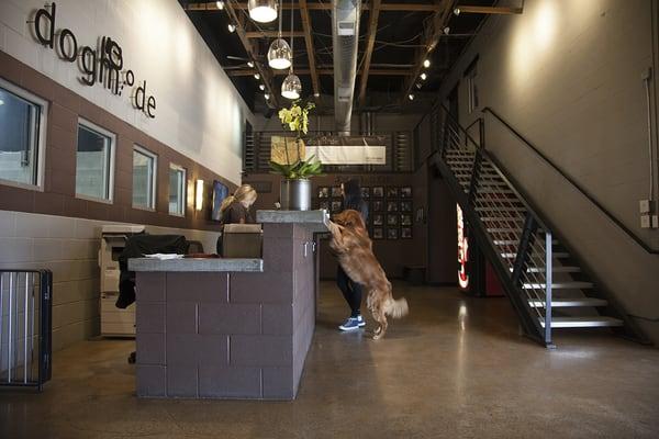 Best dog boarding in Salt Lake City...Even the dogs want to check in.