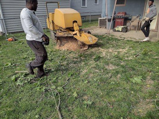 Grinding out the stump!