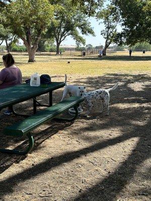 My pup Pixel sharing water with a friend by one of the shaded tables.