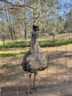 Kevin the emu was very kind and cute :)