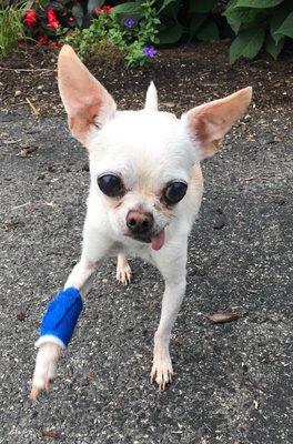 Released and ready to go HOME-amazing-his tongue was blue when I brought him in. Get this thing off my arm!!!