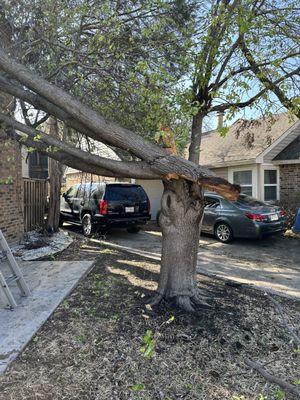 Ortega Tree Service