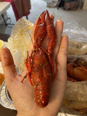 Monster crawfish during season