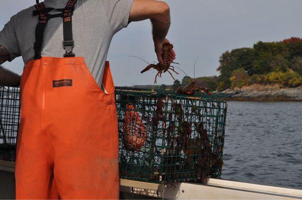 Captain taking lobsters out of the trap to return them to the water--those were too small