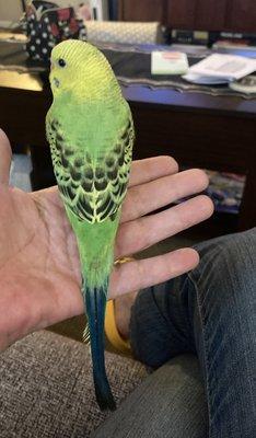 Parakeet- Oliver