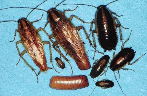 Cockroach Life Cycle