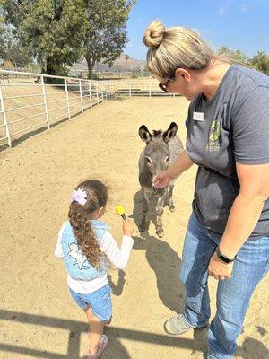 Outdoor sibling support.  Playing with the donkeys