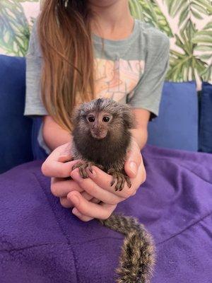 Binker the marmoset monkey