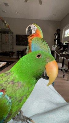 My eclectus and macaw parrot love getting their toys from the bird store.