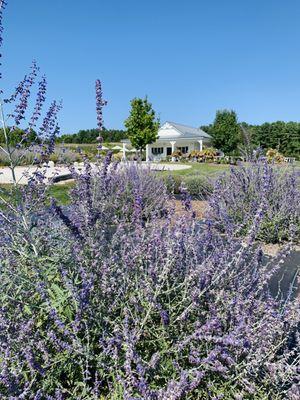 Lavender field