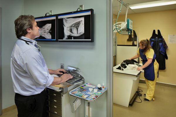 Calusa Veterinary Center is equipped with digital radiography, allowing our veterinarians in Boca Raton to extract the most i...