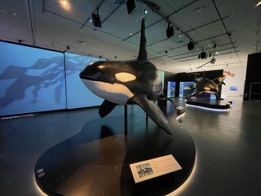 Orca Exhibition