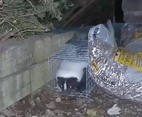 skunk being excluded from under the chimney