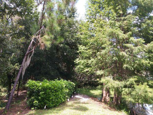 Tree Service in Hudson, FL and Surrounding Areas