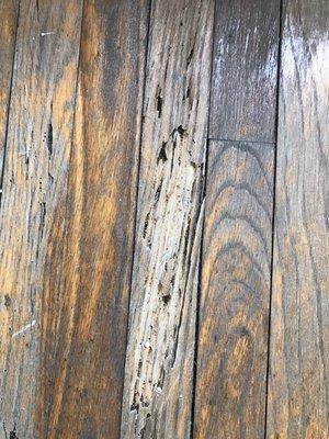 Dry wood termite damage