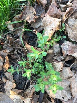 First Foray - A Wild Food and Medicine Expedition-Class with guest speaker Melanie Brotz