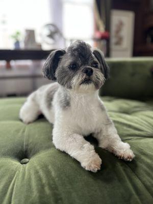 Shih Tzu with a Mowhak