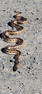 Pacific Gopher Snake