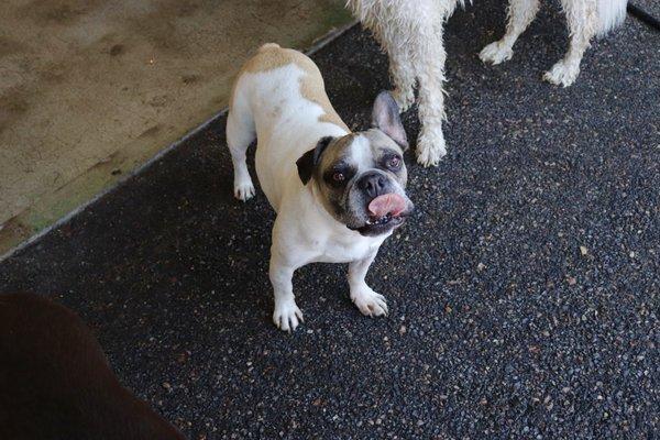 3 Dogs Boarding and Daycare