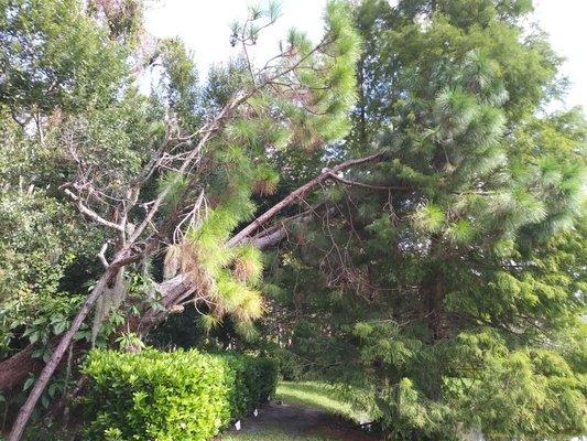 Hudson, FL Tree Removal by Chuck's Tree Service