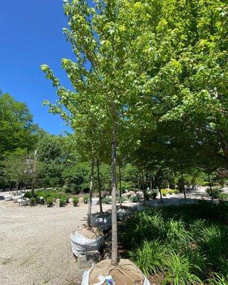 Autumn Blaze Maple tree