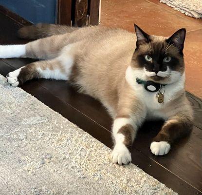 Moose-tache , Austin's most dapper cat