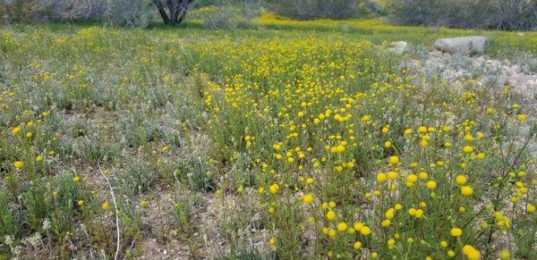 Good day for a stroll! This path goes from Scottsdale rd to a mile north of deer valley and cave creek!