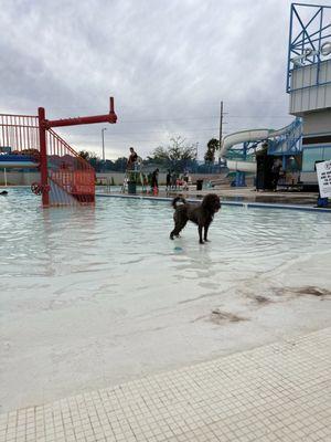 Doggie pool day!