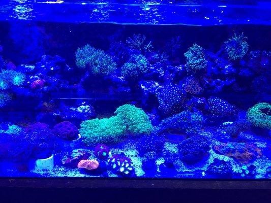 Nice looking soft coral colonies in here.