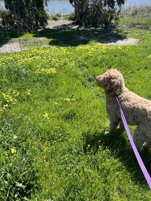 happy and healthy Pi after a visit to Peninsula Pet Hospital