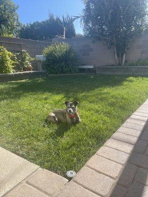 Piper loving her new backyard!