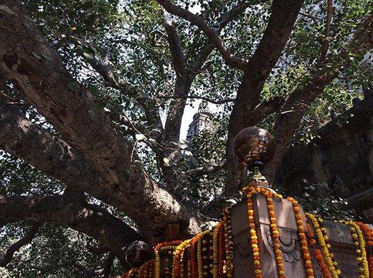 Bodhi Tree In Bodh Gaya