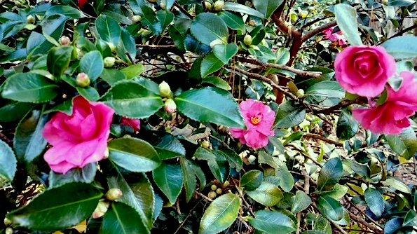 Camellia in bloom November