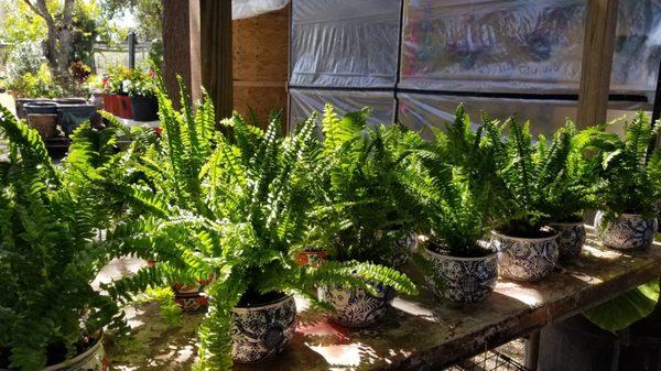 Ferns