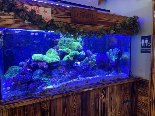 Beautiful Reef tank