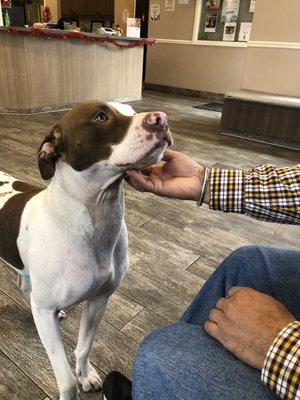 Central valley's office pup