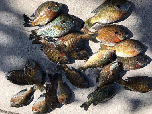 Bluegills